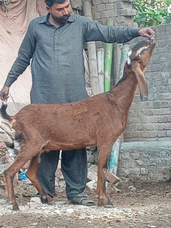 Dasi Bakri Confram 3 month ki Gaban 3 Bachy Deti 3