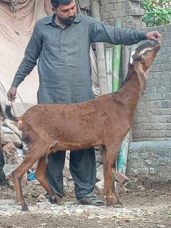 Dasi Bakri Confram 3 month ki Gaban 3 Bachy Deti 5