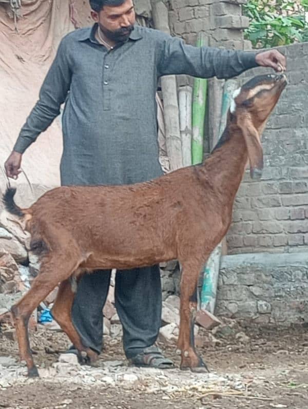 Dasi Bakri Confram 3 month ki Gaban 3 Bachy Deti 6