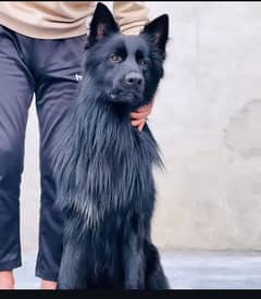 Black Long Coat Pedigree  German Shepherd Male