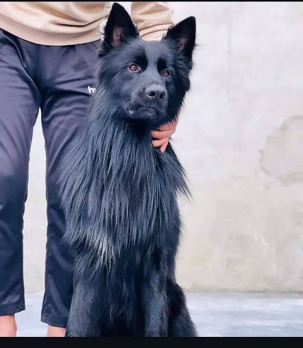 Black Long Coat Pedigree  German Shepherd Male 0