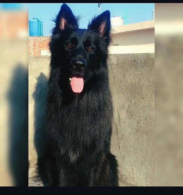 Black Long Coat Pedigree  German Shepherd Male 1