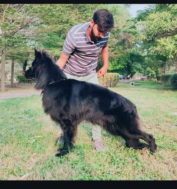 Black Long Coat Pedigree  German Shepherd Male 2