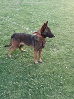 Belgium malinois female