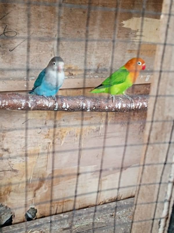 lovebirds parrots for sale 0