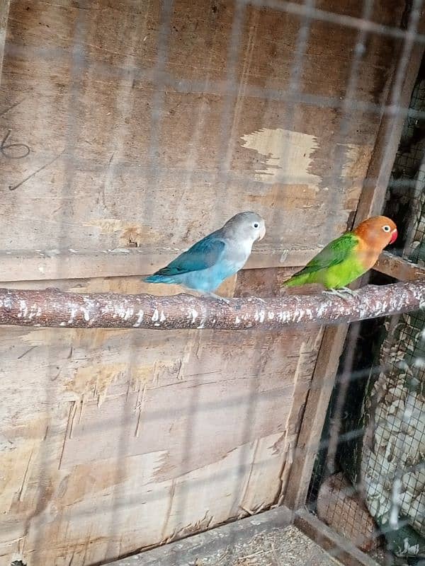 lovebirds parrots for sale 1