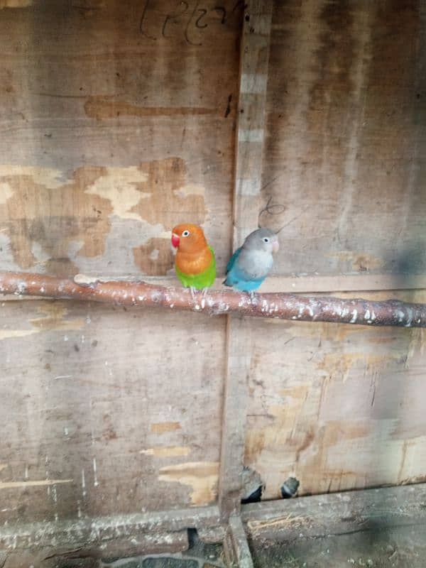 lovebirds parrots for sale 2