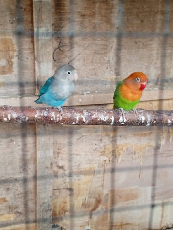 lovebirds parrots for sale 3