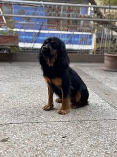 Cocker Spaniel For Sale