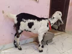 bakra 3 month 03323304619