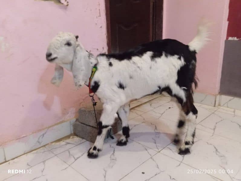 bakra 3 month 03323304619 1