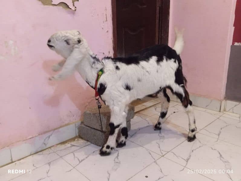 bakra 3 month 03323304619 2