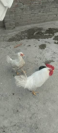 male and fee pair for sale