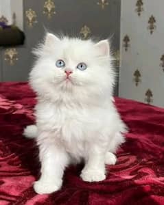 Persian cat My WhatsApp number 03290364327 for sale