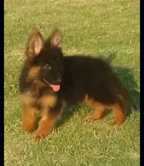 German Shepherd puppies 1