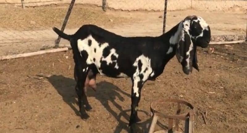 Shera print bakri 3 Bacchon Ke Sath For Sale WhatsApp 0311,7478,299 1