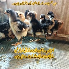 Lohman Brown F2 Australorp Choozay Astrolob RIR Hen Desi Murghi Chicks