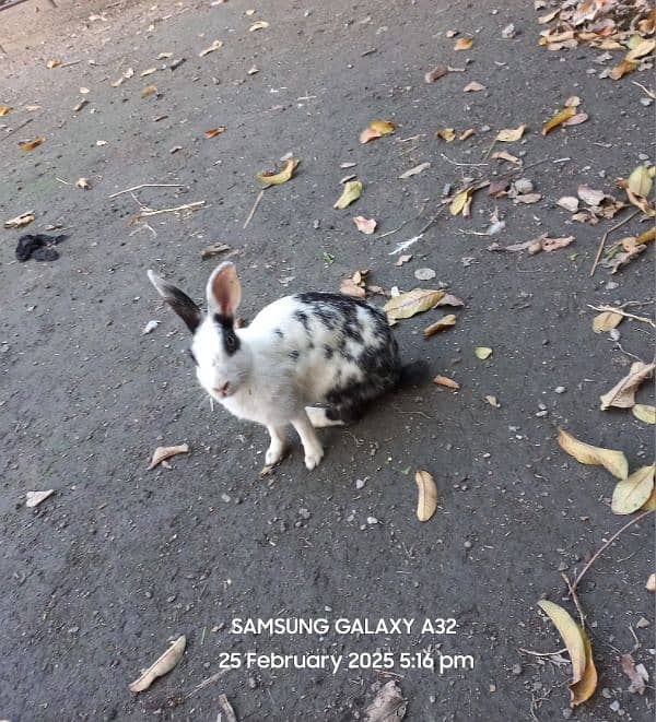 Breeder Female rabbits with babies 0