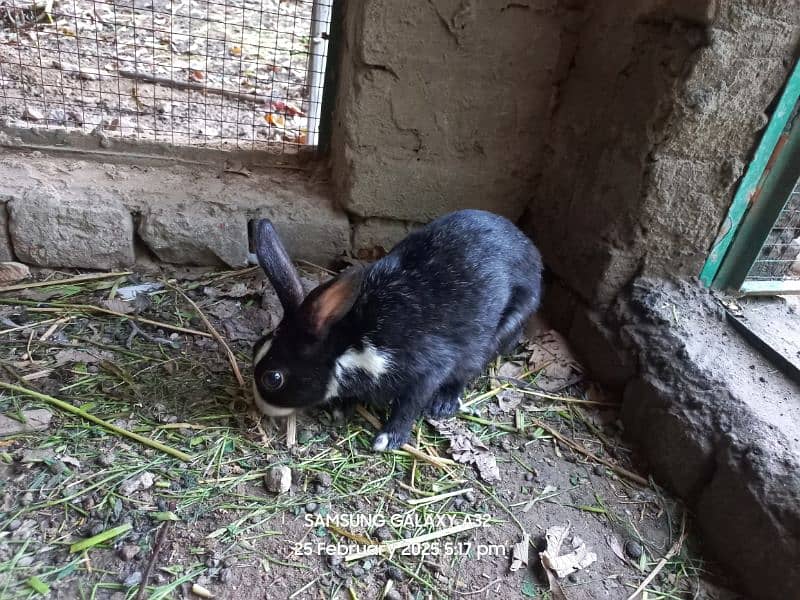 Breeder Female rabbits with babies 1