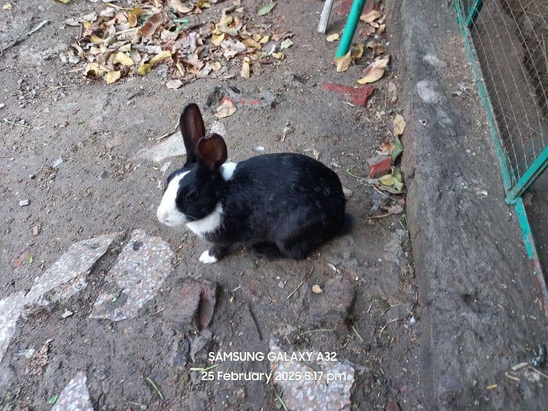 Breeder Female rabbits with babies 2