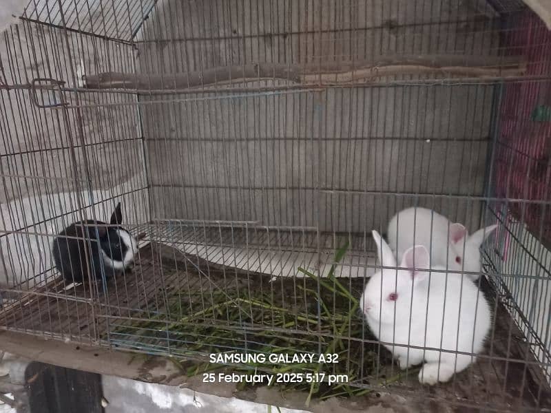 Breeder Female rabbits with babies 3