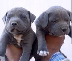 American bully puppies available for sale