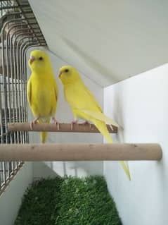 Red Eye Budgie 1 White 1 Yellow Pathy Pair