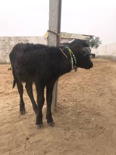 female buffalo for sale 5 months