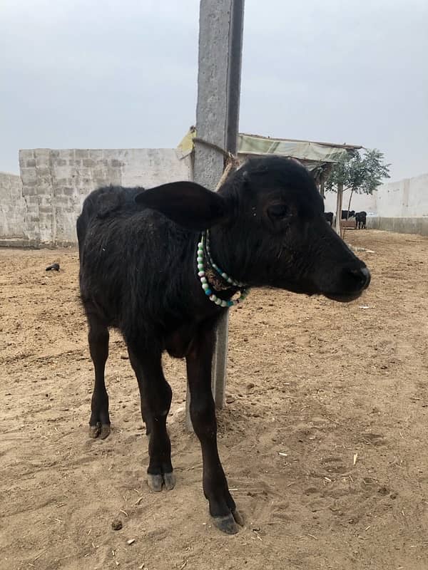 female buffalo for sale 5 months 1