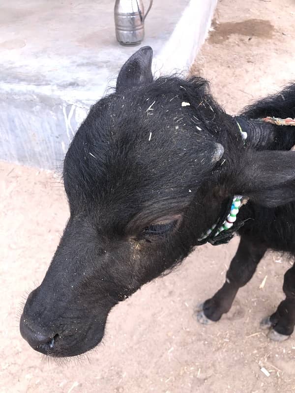 female buffalo for sale 5 months 2