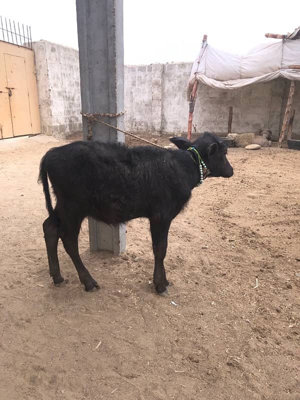 female buffalo for sale 5 months 3