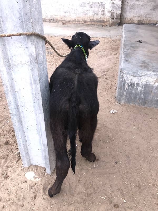 female buffalo for sale 5 months 4