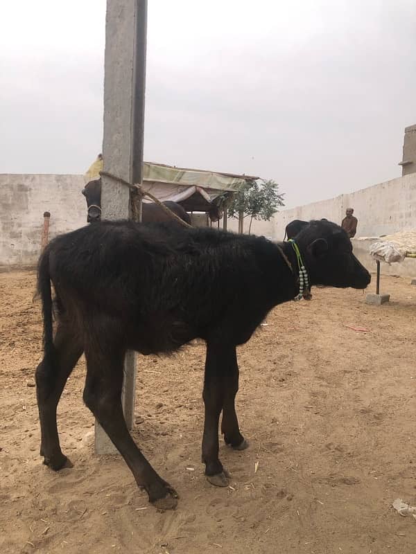 female buffalo for sale 5 months 5