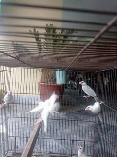 white and silver Java breeder pair