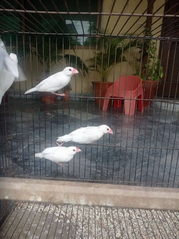 white and silver Java breeder pair 3