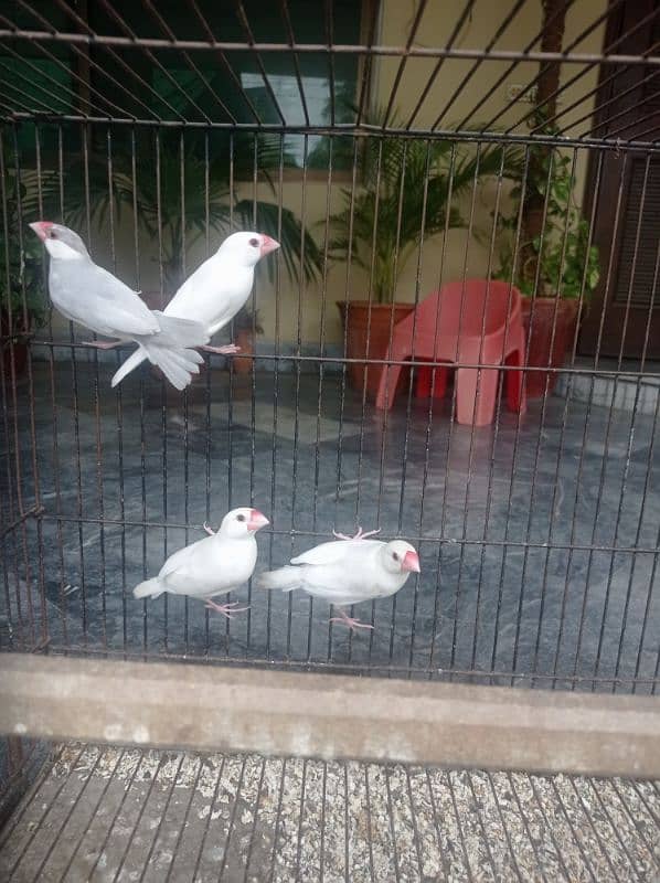 white and silver Java breeder pair 4