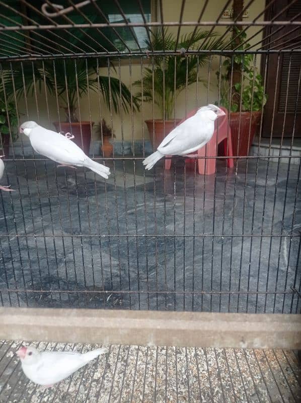 white and silver Java breeder pair 6