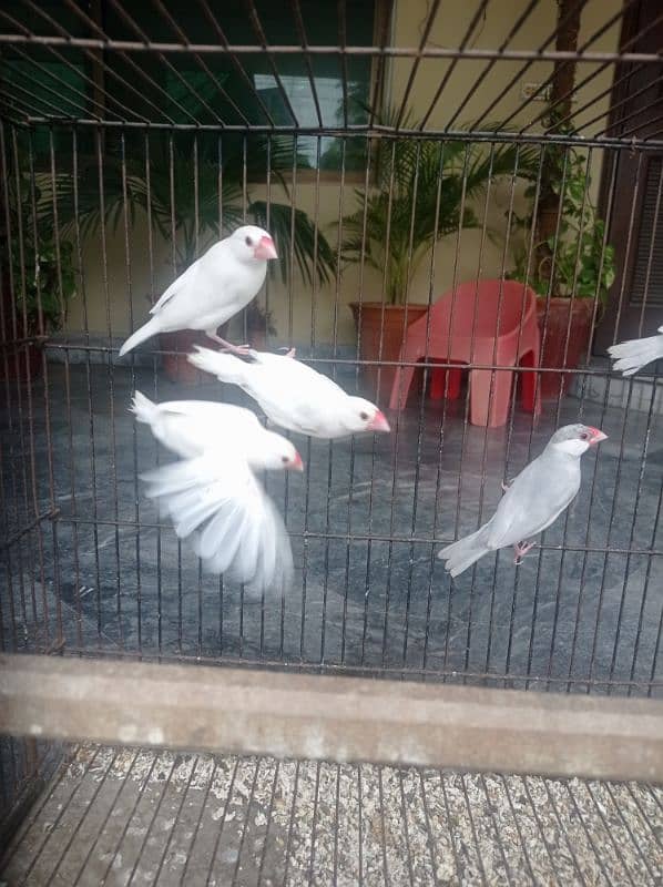 white and silver Java breeder pair 7