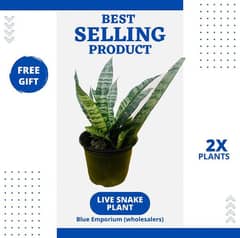 2 Live Snake Plants with 1 FREE Gift | senseveria plant | indoor plant