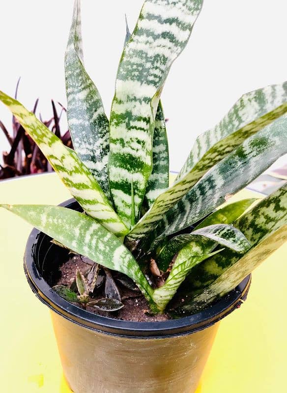 2 Live Snake Plants with 1 FREE Gift | senseveria plant | indoor plant 1