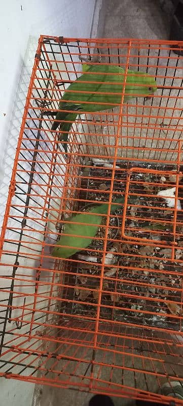 parrots for sale 0