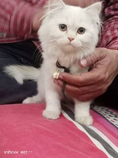 persian kitten