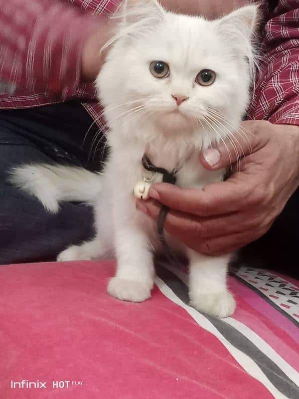 persian kitten 0