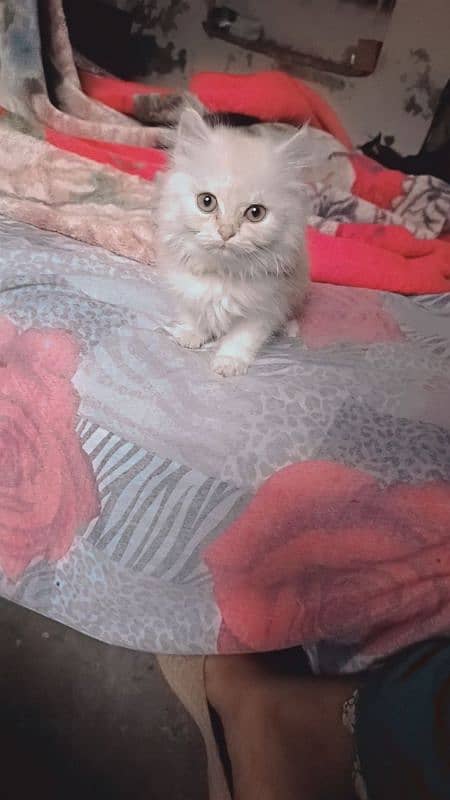 persian kitten 1