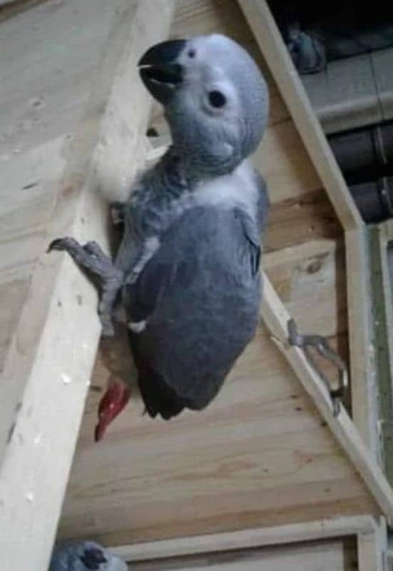 African grey parrot for sale. 0319-4340-226 2