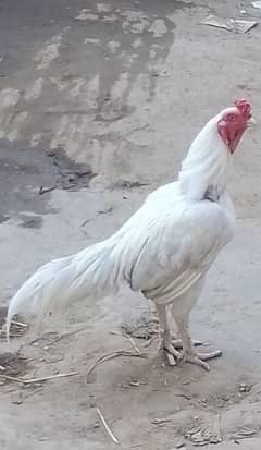 beautiful breed plz contact US