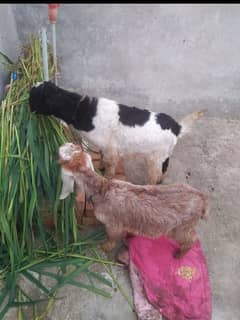 2x goat male age 3 month 15, 30 k for both 03155986499