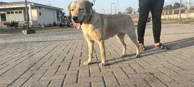 labrador