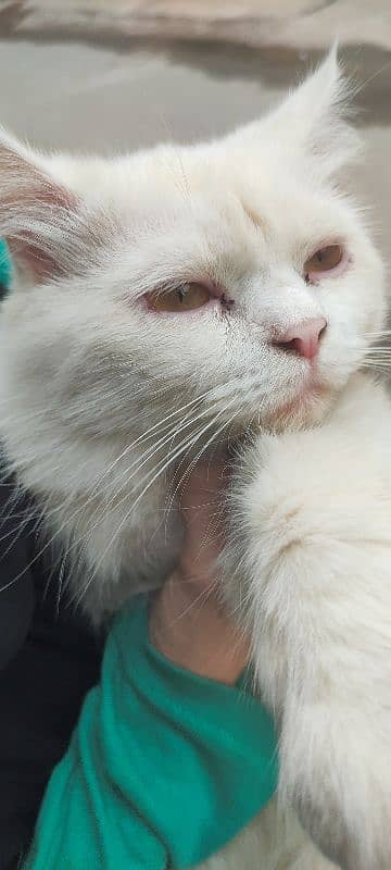 cat for sale persian male white 1