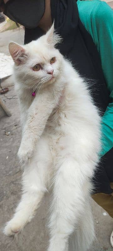 cat for sale persian male white 4